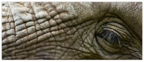 Obraz - Detailné fotografie starého slonieho oka (120x50 cm)