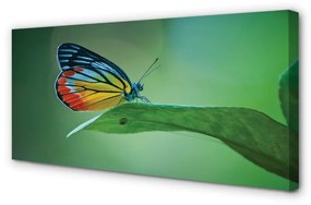 Obraz na plátne Farebný motýľ krídlo 125x50 cm