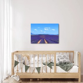 Obraz - Levanduľové pole (70x50 cm)