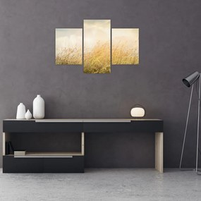 Obraz - Pole na jeseň (90x60 cm)