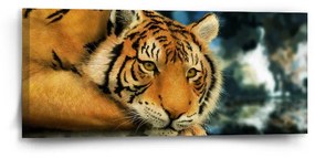 Sablio Obraz tiger - 110x50 cm