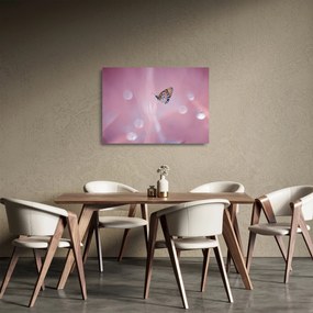 Sklenený obraz - Motýľ (70x50 cm)