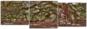 Obraz na plátne - Staroveký živý dub - panoráma 5238E (120x40 cm)
