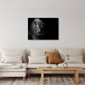 Sklenený obraz divokého tigra (70x50 cm)