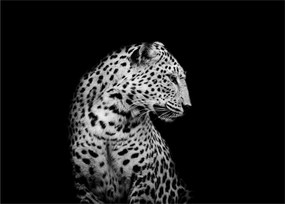 Sklenený obraz - Leopard (70x50 cm)