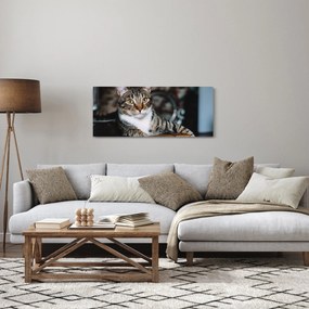 Obraz mačky (120x50 cm)