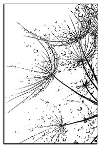 Obraz na plátne - Pampeliškové semienka s kvapkami vody - obdĺžnik 7202QA (75x50 cm)