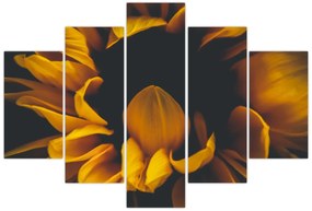 Obraz - Slnečnica v čiernom pozadí (150x105 cm)