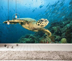 Manufakturer -  Tapeta sea turtle