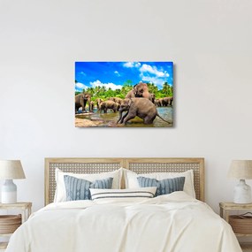 Obraz - Slony, Sri Lanka (90x60 cm)