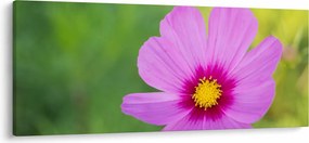 Obraz - lúčna kvetina (120x50 cm)