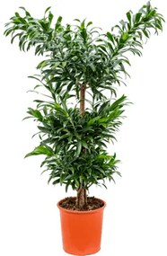 Pleomele (Dracaena) Reflexa multi stem 27 x105 cm