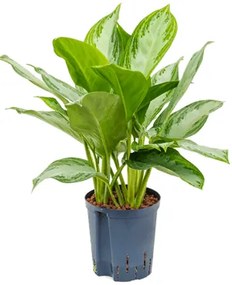 Aglaonema silver bay Tuft pots 18/19 v. 45 cm