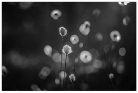 Obraz - Cottongrass na lúke (90x60 cm)