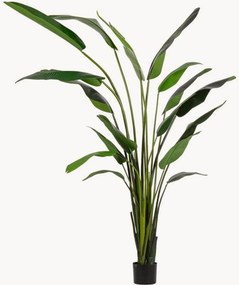 Exteriérová rastlinná dekorácia Strelitzia, V 310 cm