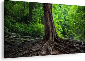 Obraz - Starý strom s koreňmi (90x60 cm)
