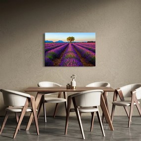 Obraz - Levanduľové pole (90x60 cm)