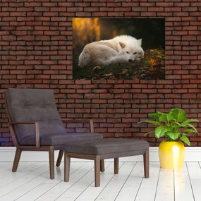 Obraz - Odpočívajúci vlk (90x60 cm)