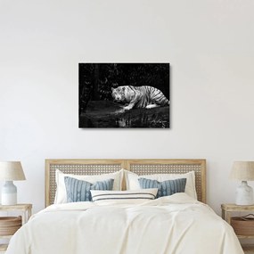 Sklenený obraz - Tiger albín, čiernobiely (70x50 cm)