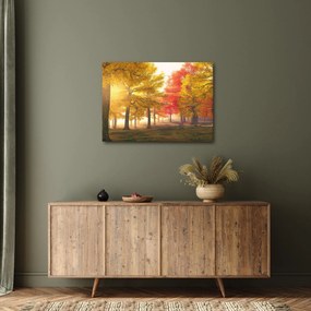 Obraz jesenných stromov (70x50 cm)