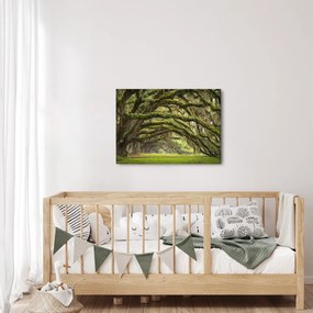 Obraz - Oaks Avenue, Charleston, Južná Karolína, USA (70x50 cm)