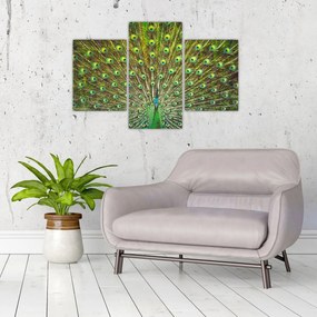 Obraz - Páv (90x60 cm)