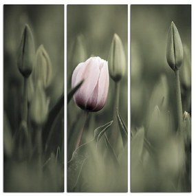 Obraz na plátne - Ružový kvitnúci tulipán - štvorec...  301FB (75x75 cm)