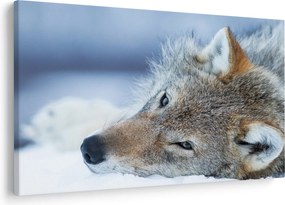 Obraz - Vlk (90x60 cm)