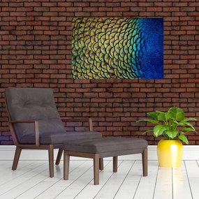Obraz - Pávie perie (90x60 cm)