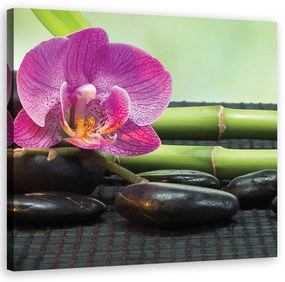 Obraz na plátně, Orchidej na černých kamenech - 60x60 cm