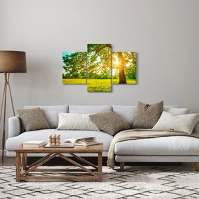 Obraz - Slnečný les (90x60 cm)