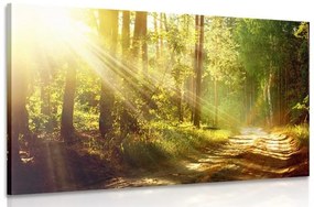 Obraz slnečné lúče v lese - 90x60