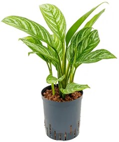 Aglaonema stripes 18/19 výška 50 cm