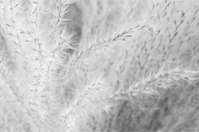 Obraz - Pampas grass N⁰1 (90x60 cm)