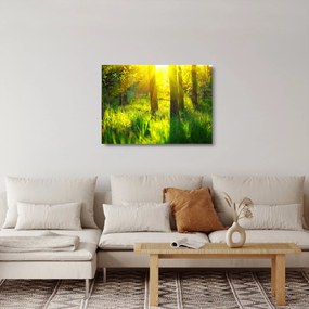 Sklenený obraz - Jarné prebúdzanie lesa (70x50 cm)