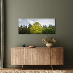 Obraz zeleného stromu uprostred poľa (120x50 cm)