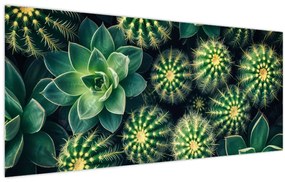 Obraz - Kaktusy (120x50 cm)