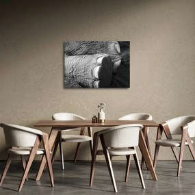 Obraz - Slonia noha (70x50 cm)