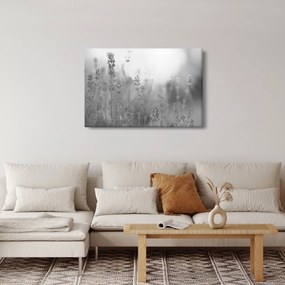 Obraz - Levanduľa (90x60 cm)