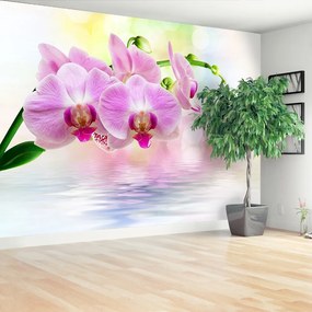 Fototapeta Vliesová Orchidea ruže 416x254 cm