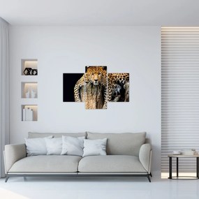 Obraz - Gepard (90x60 cm)