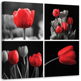 Obraz na plátně, Sada červených tulipánů - 50x50 cm