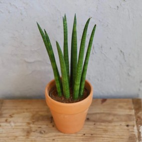 Sansevieria Svokrine jazyky Cylindrica Spaghetti baby