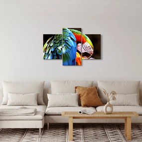 Obraz - Papagáj (90x60 cm)