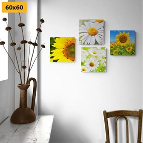 Set obrazov nádherné kvety na lúke Varianta: 4x 40x40