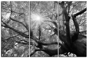 Obraz na plátne - Slnko cez vetvi stromu 1240QB (120x80 cm)