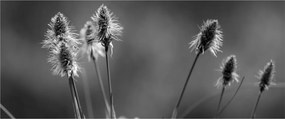 Obraz - Béžová soft grass N⁰2 (120x50 cm)
