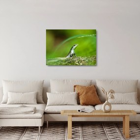 Sklenený obraz jašteričky (70x50 cm)