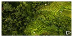 Towee Rýchloschnúca osuška RICE FIELDS, 80 x 160 cm