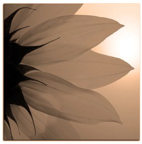 Obraz na plátne - Slnečnica kvet - štvorec 3201FA (80x80 cm)